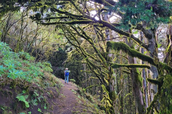 Na El Hierru jsou nádherné lesy