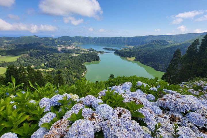Hortenzie jsou všude. São Miguel