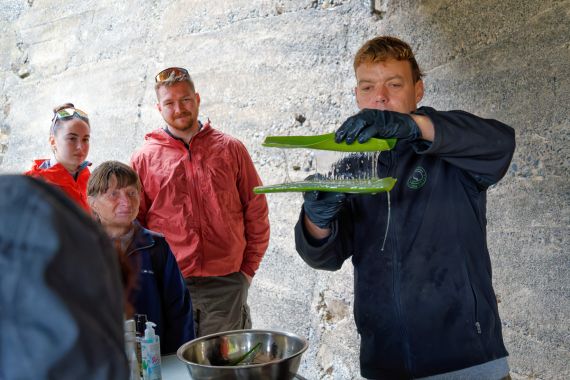 Ukázka zpracování Aloe vera, La Gomera