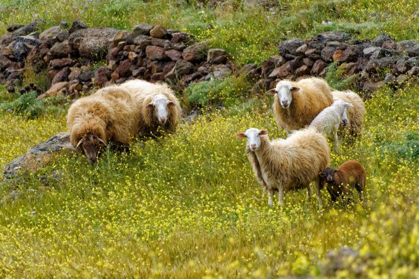 La Gomera je země pastevců