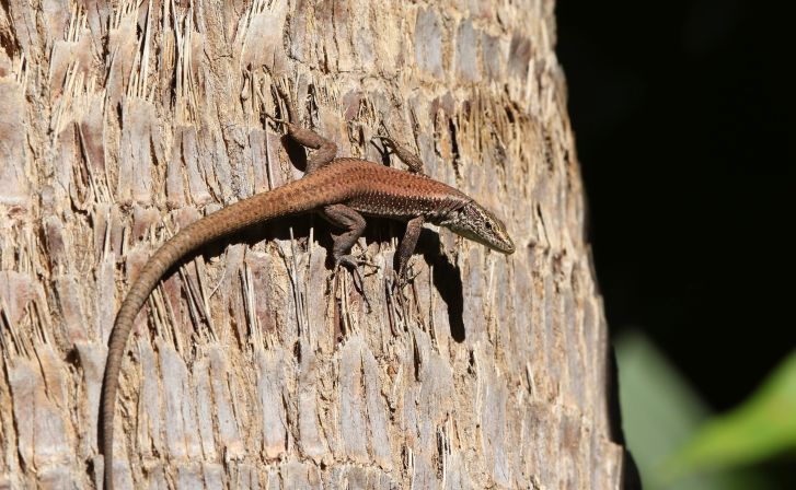 Ještěrek potkáte na Madeiře hodně