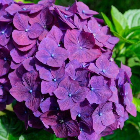 Hortenzie je nejčastější květinou. São Miguel