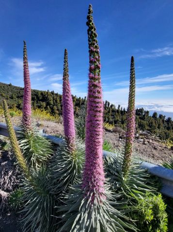 Hadinec Teidský na ostrově La Palma