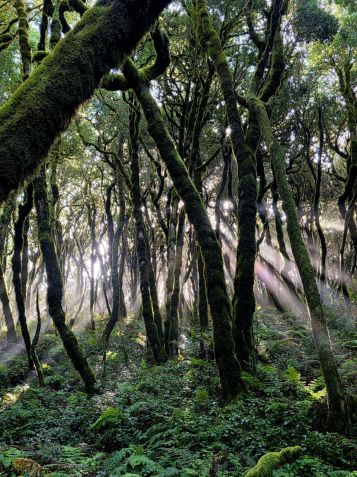 Třetihorní pralesy na ostrově La Gomera jsou fantastické