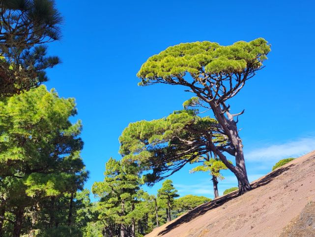 Borovice u El Pinar, El Hierro