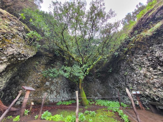 Garoé - posvátný strom, El Hierro