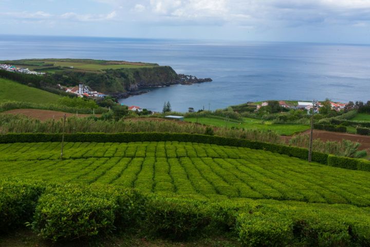 Čajovník čínský, São Miguel