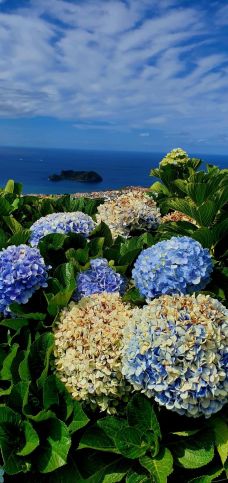 Všudypřítomné hortenzie - Azory