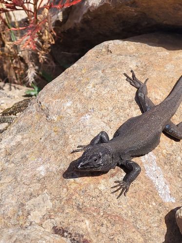 Na La Gomeře potkáte spousty ještěrek