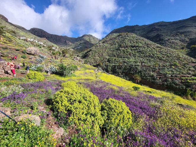 Rozkvetlé louky na La Gomeře, Kanáry