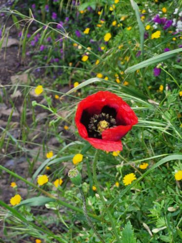 Květena La Gomery je nejhezčí na jaře