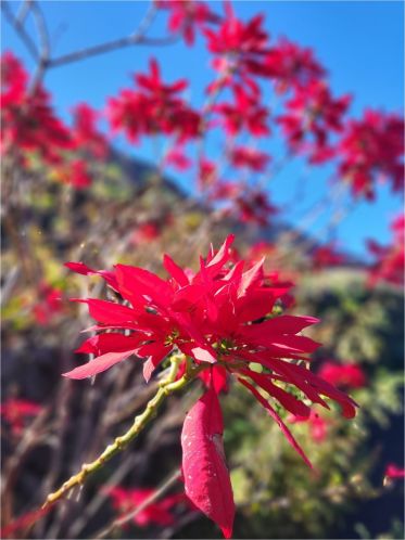 Vánoční hvězda, El Hierro