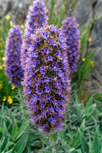 Hadinec převislý - národní květina Madeiry