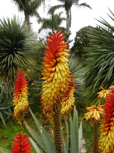 Květena Kanárských ostrovů