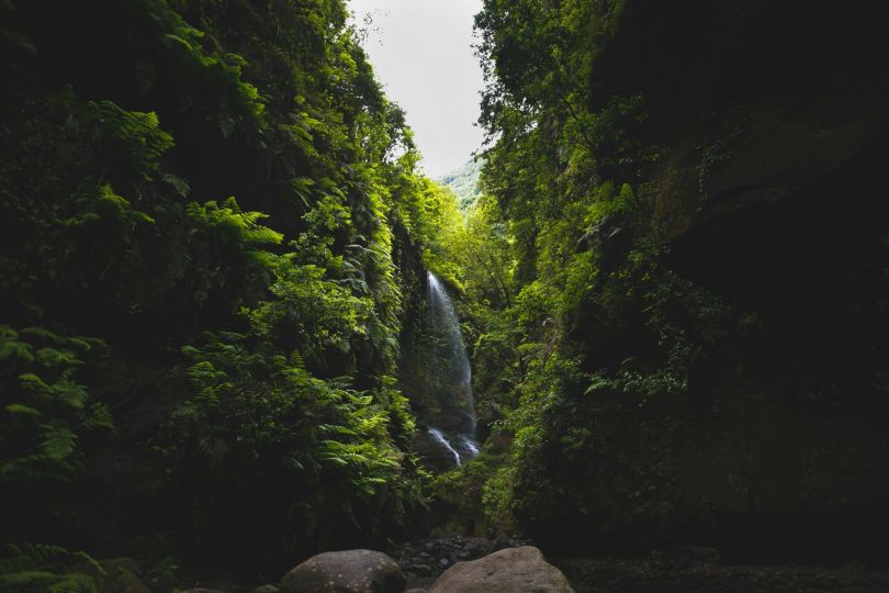 Los Tilos, La Palma