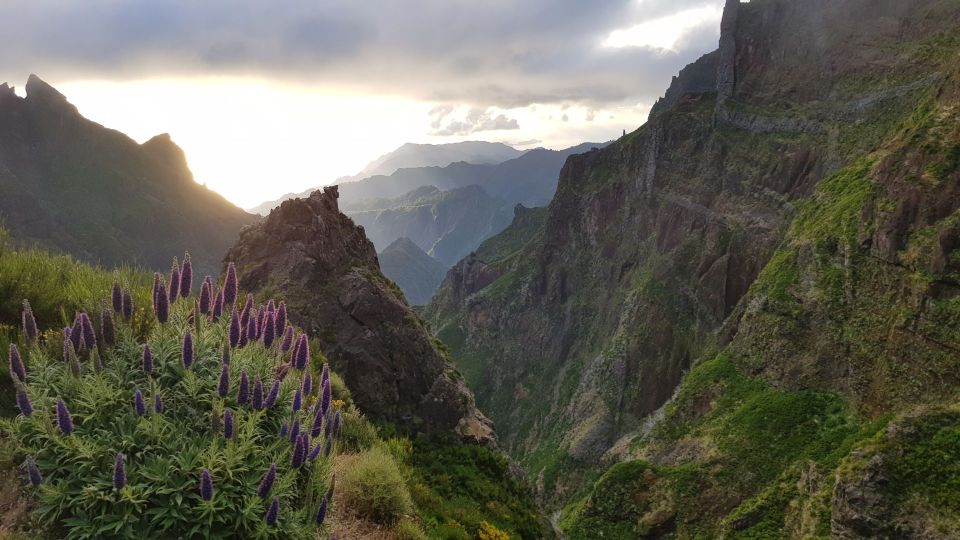 Květy hadinců, Pico do Arieiro, Madeira