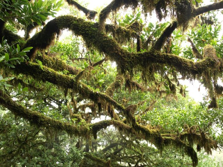Fanal, pralesy na Madeiře