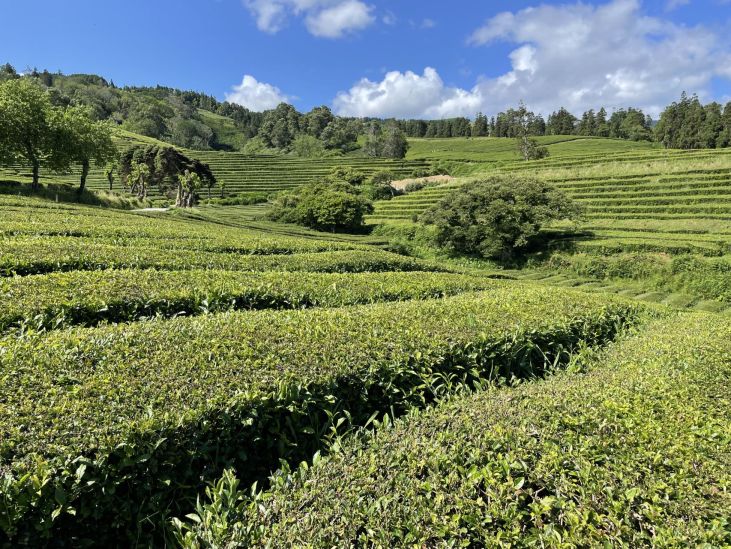 Čajové plantáže na Azorech