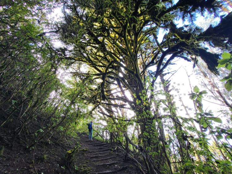 Magický les, El Hierro