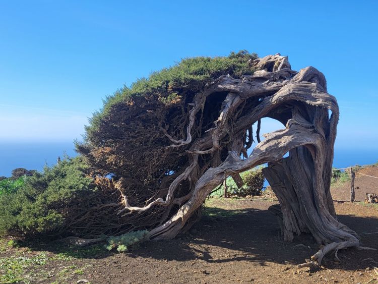 Typické jalovce. El Hierro, Kanáry