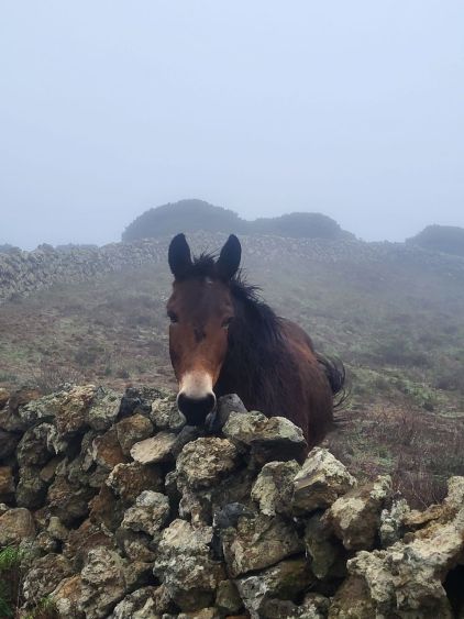 Kůň na El Hierru