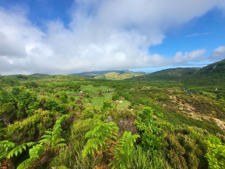 Původní vegetace (Laurisilva) ostrova Terceira