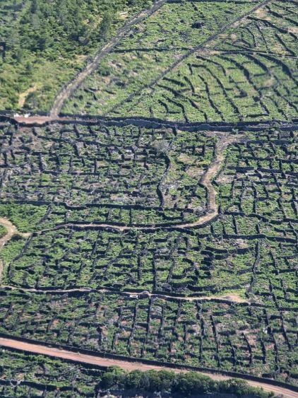 Vinice na ostrově Pico připomínají labyrinty