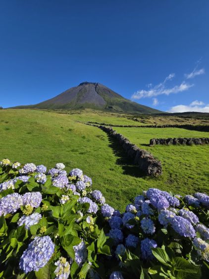 Hortenzie a hora Pico