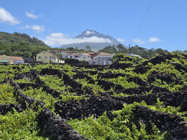 Unikátní krajina vinic na ostrově Pico