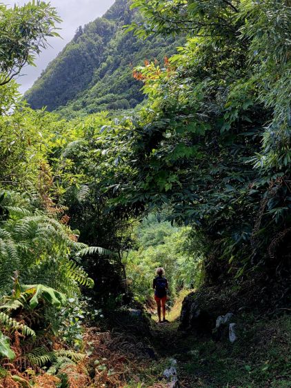 Bujná azorská vegetace
