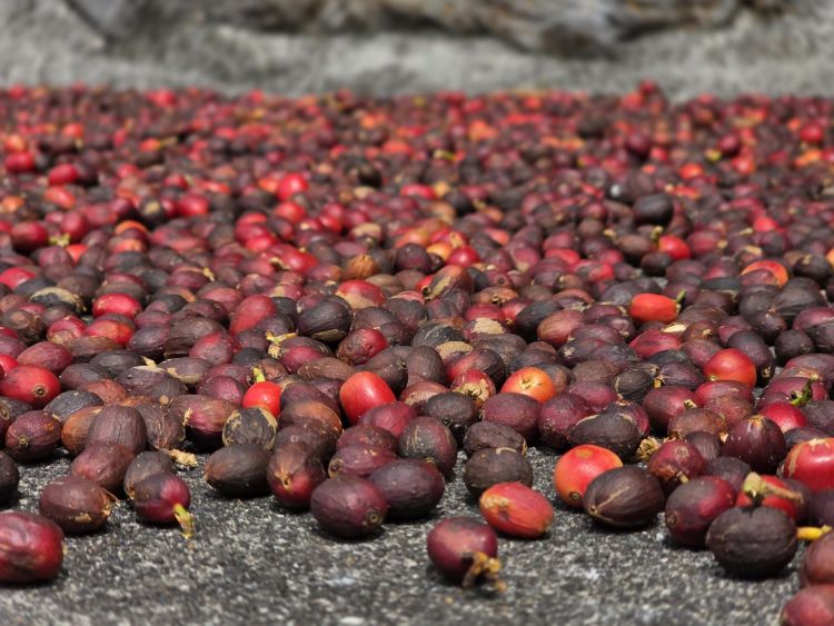 Kávu si tu pěstují sami. São Jorge, Azory
