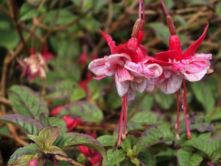 Květena, São Jorge, Azorské ostrovy