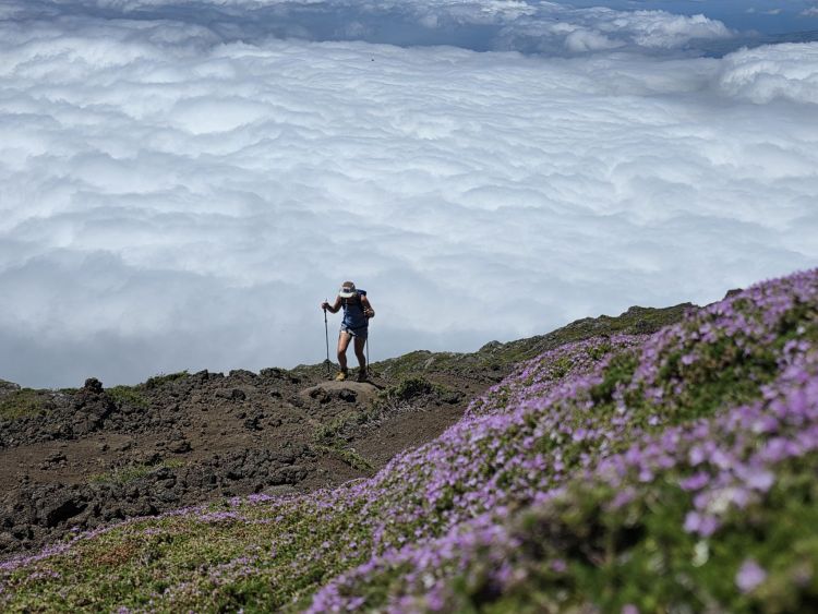 Cesta je v létě plná květů