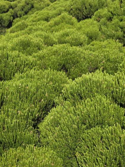 Vřesovce v nižších partiích trasy - Pico