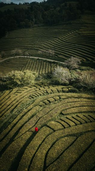 Čajové plantáže na ostrově São Miguel