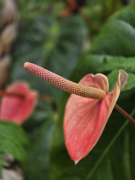 Flora je zde pestrá. La Palma