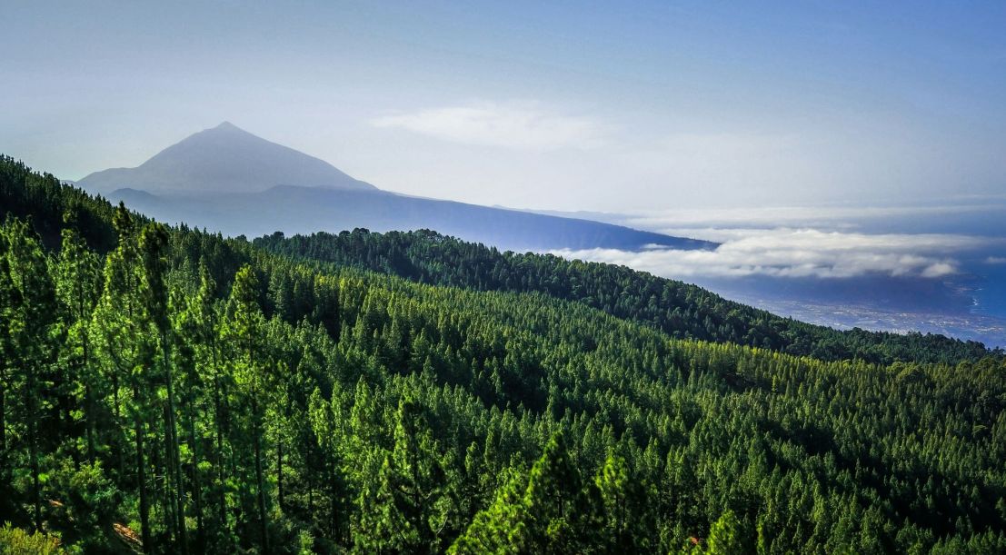 Borové lesy a vrchol Teide