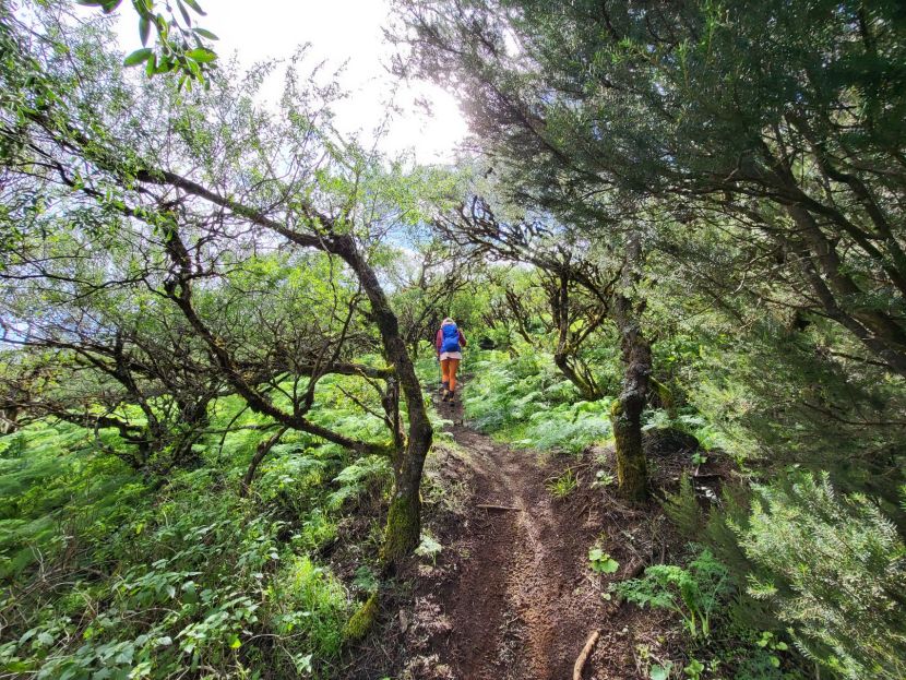 Pralesy na El Hierru