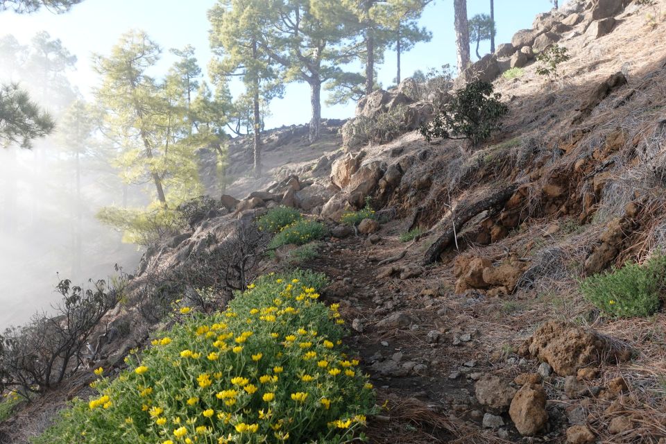 Pod Pico Bejenado, La Palma