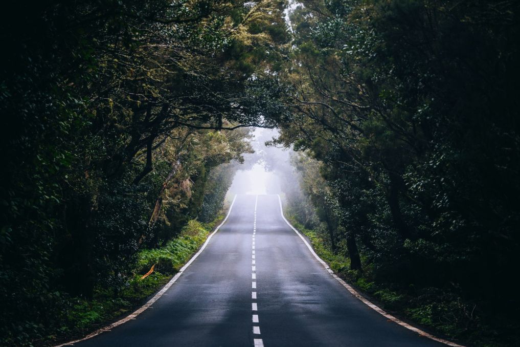 Cesta NP Garajonay, La Gomera
