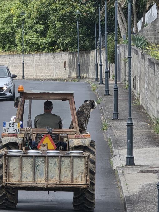 Na cestě do práce, São Miguel
