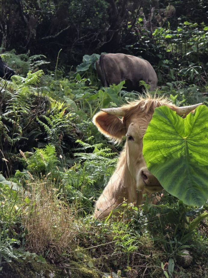 Krávy na ostrově Sao Jorge
